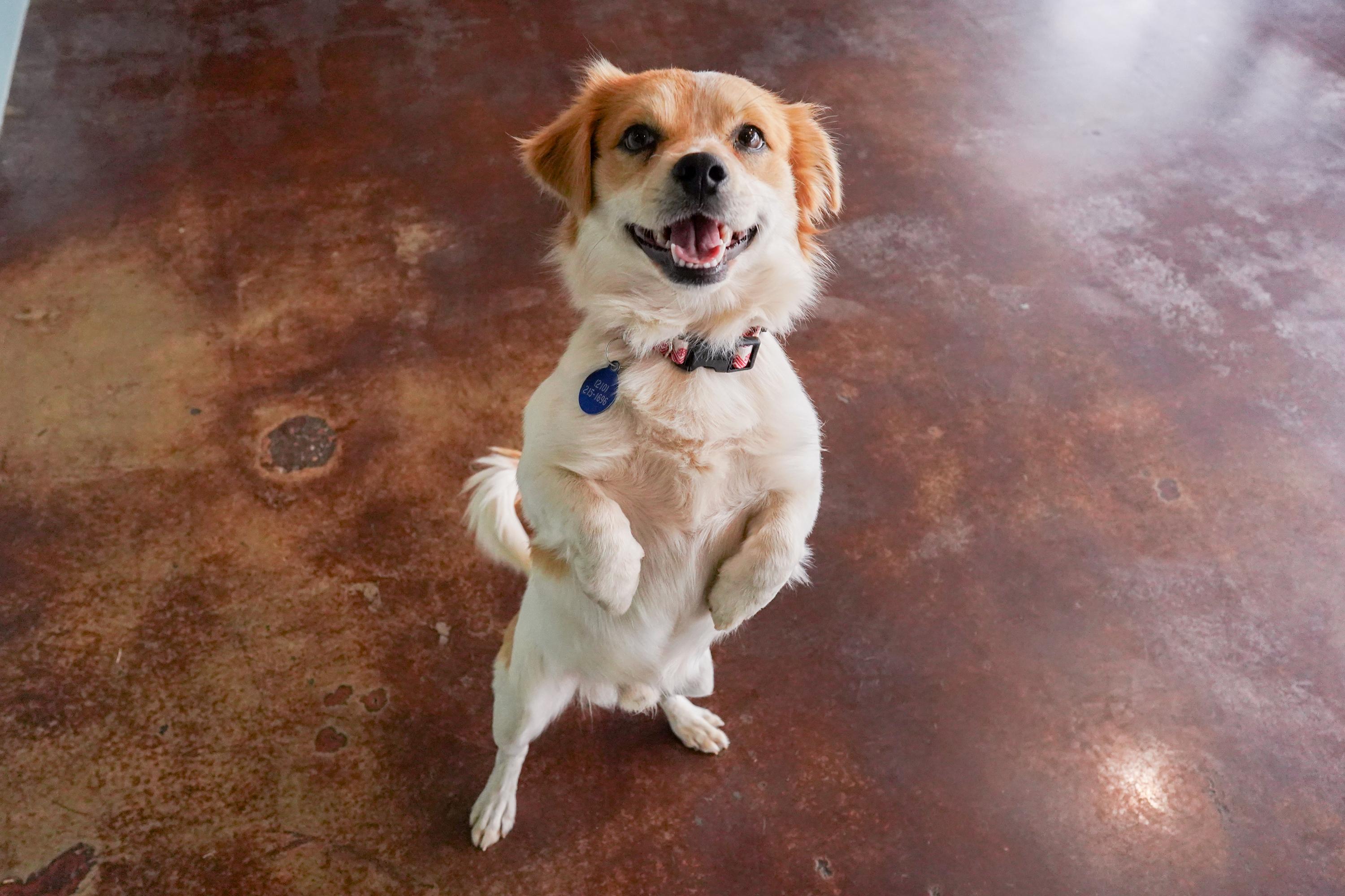 Enlarge Lovey, an adopted mixed breed in San Antonio, TX image 3/3