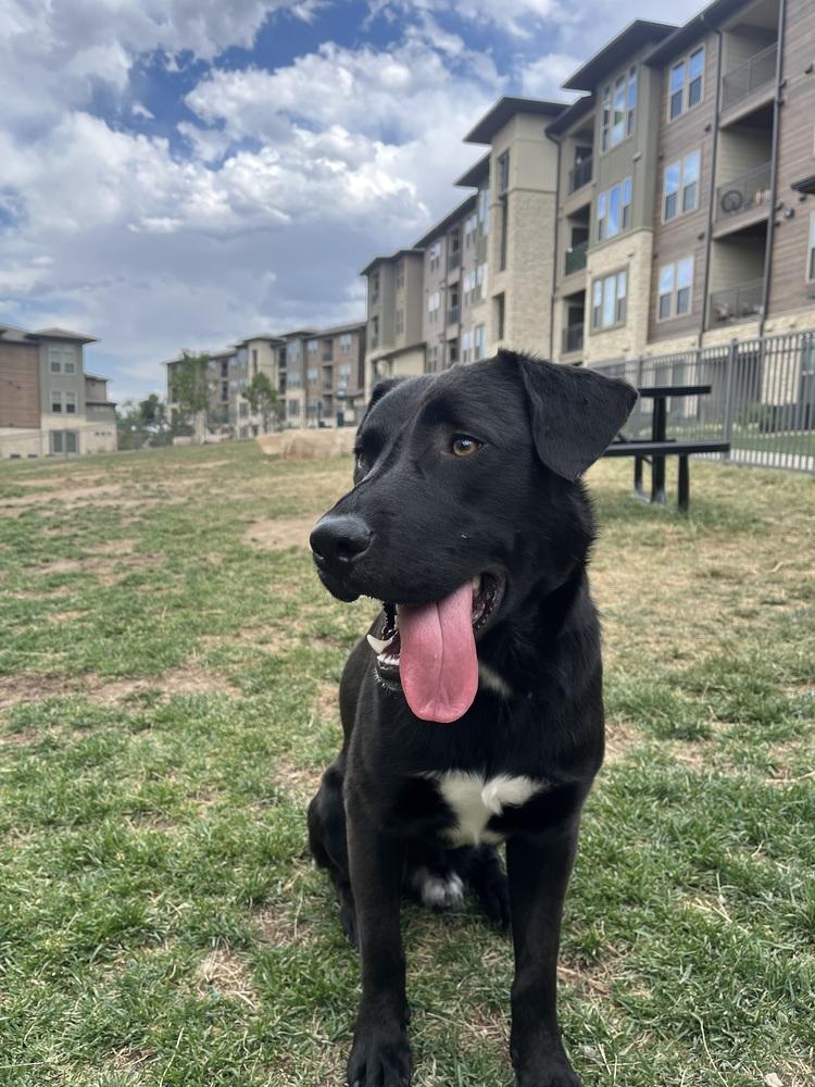 Enlarge Crispeer / Knight, a Adoptable mixed breed in Broomfield, CO image 1/6