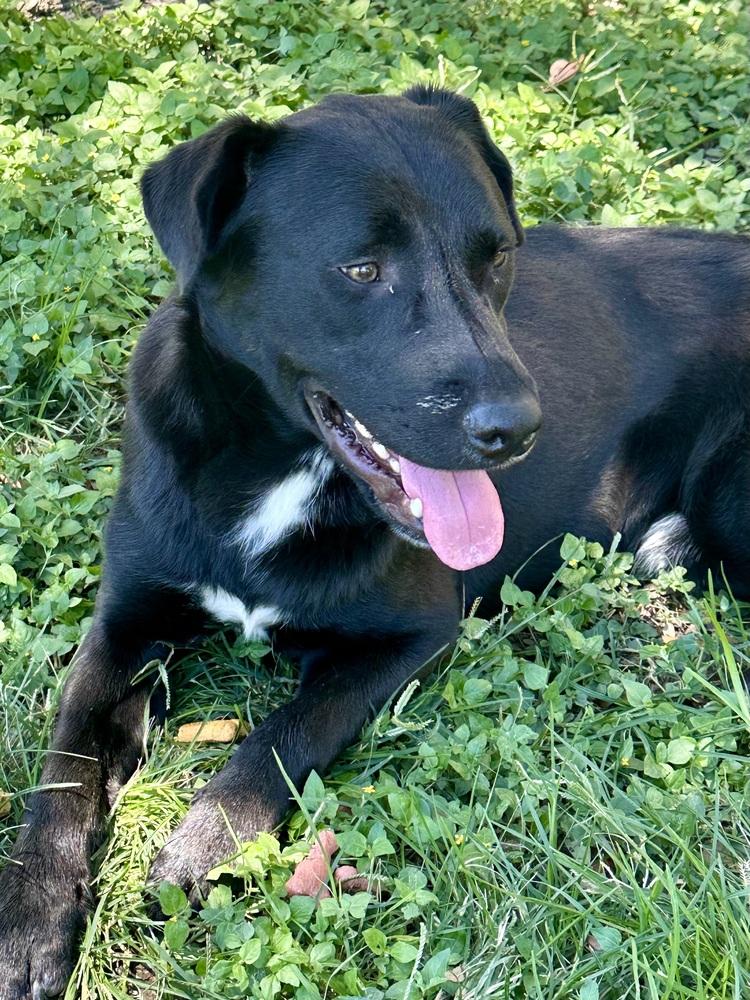 Enlarge Crispeer / Knight, a Adoptable mixed breed in Broomfield, CO image 2/6