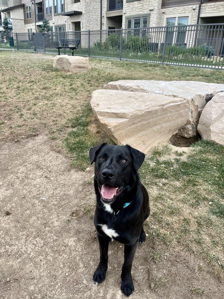 Enlarge Crispeer / Knight, a Adoptable mixed breed in Broomfield, CO image 4/6