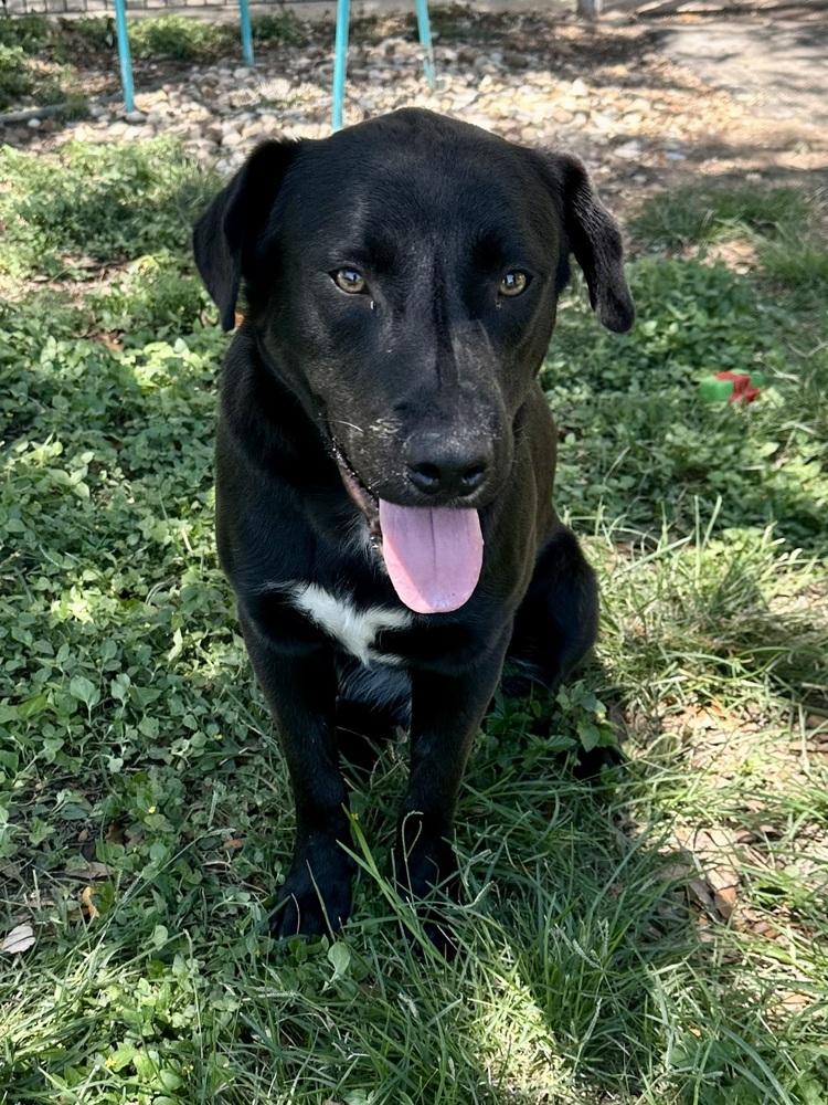 Enlarge Crispeer / Knight, a Adoptable mixed breed in Broomfield, CO image 5/6