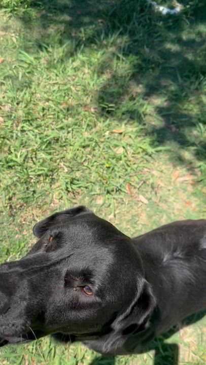 Enlarge Crispeer / Knight, a Adoptable mixed breed in Broomfield, CO video 6/6