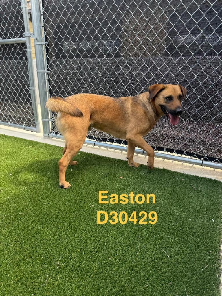 Enlarge Easton, a Adoptable Mixed Breed in Clarksville, TN image 1/1