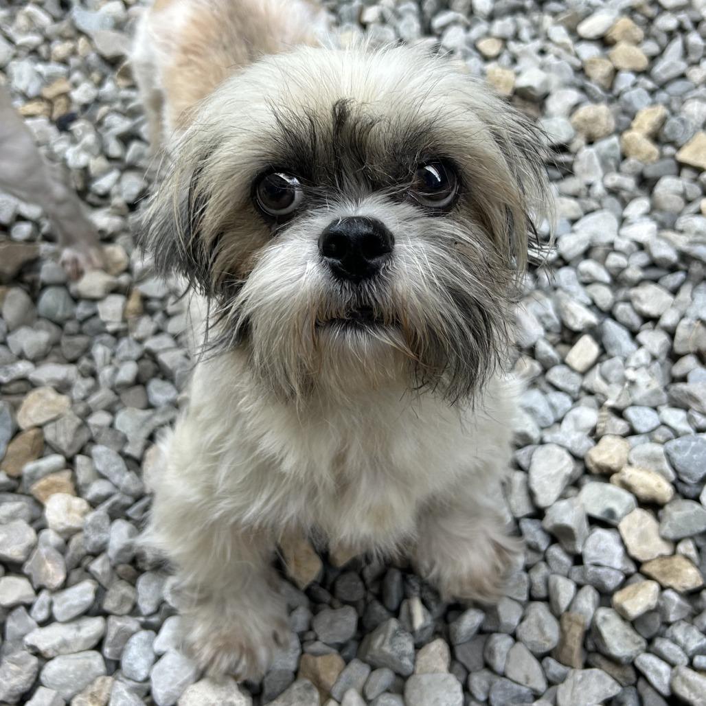 Millie, Adoptable, Senior Female Shih Tzu.