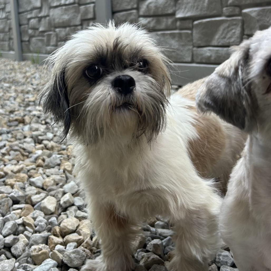 Millie, a Adoptable Shih Tzu in St. Louis, MO image 2/2