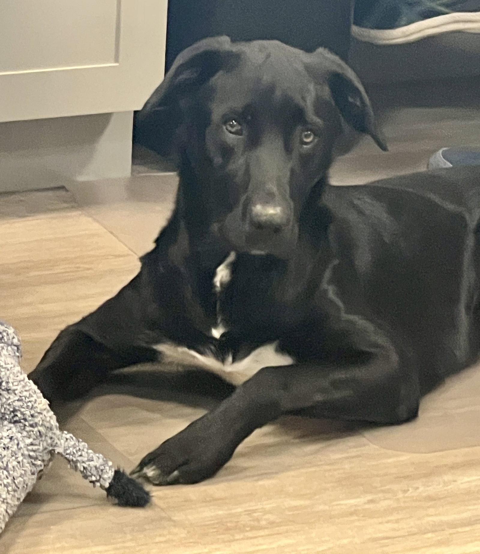 Chuck, Adoptable, Young Male Mixed Breed.