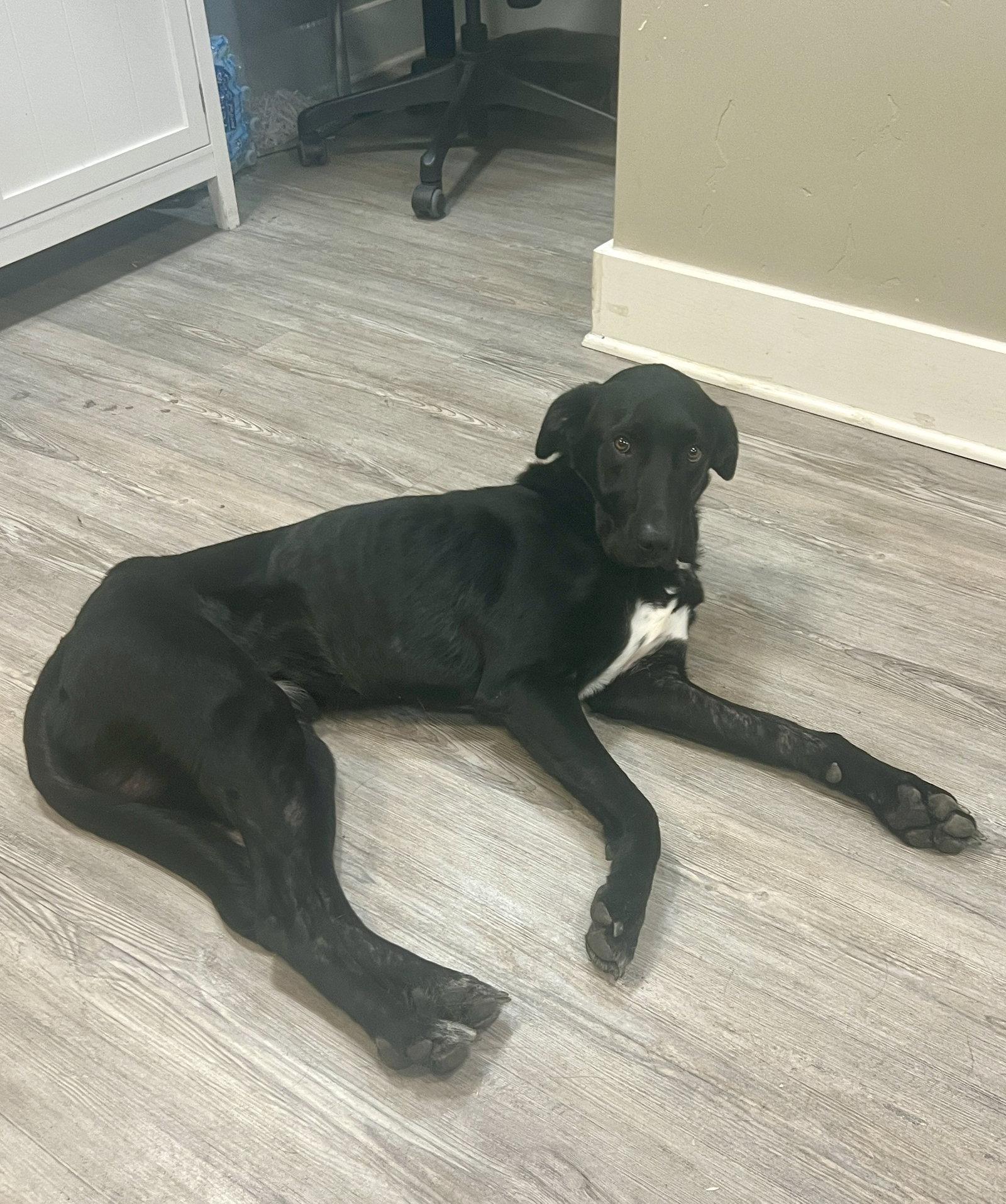 Enlarge Chuck, a Adoptable Mixed Breed in Emmett, ID image 2/2
