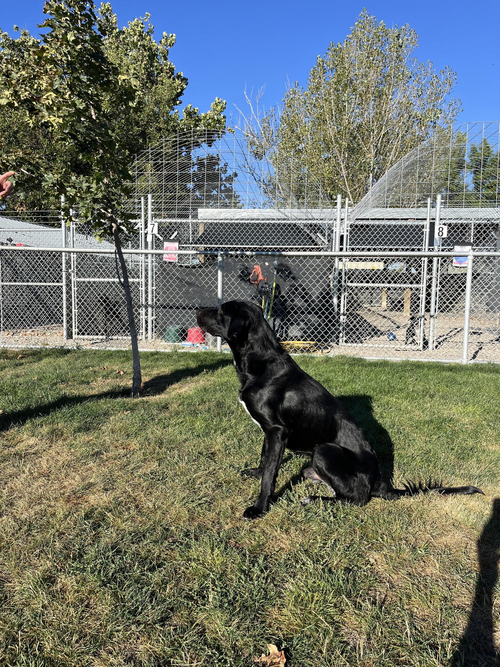 Enlarge Chuck, a Adoptable Mixed Breed in Emmett, ID image 3/3