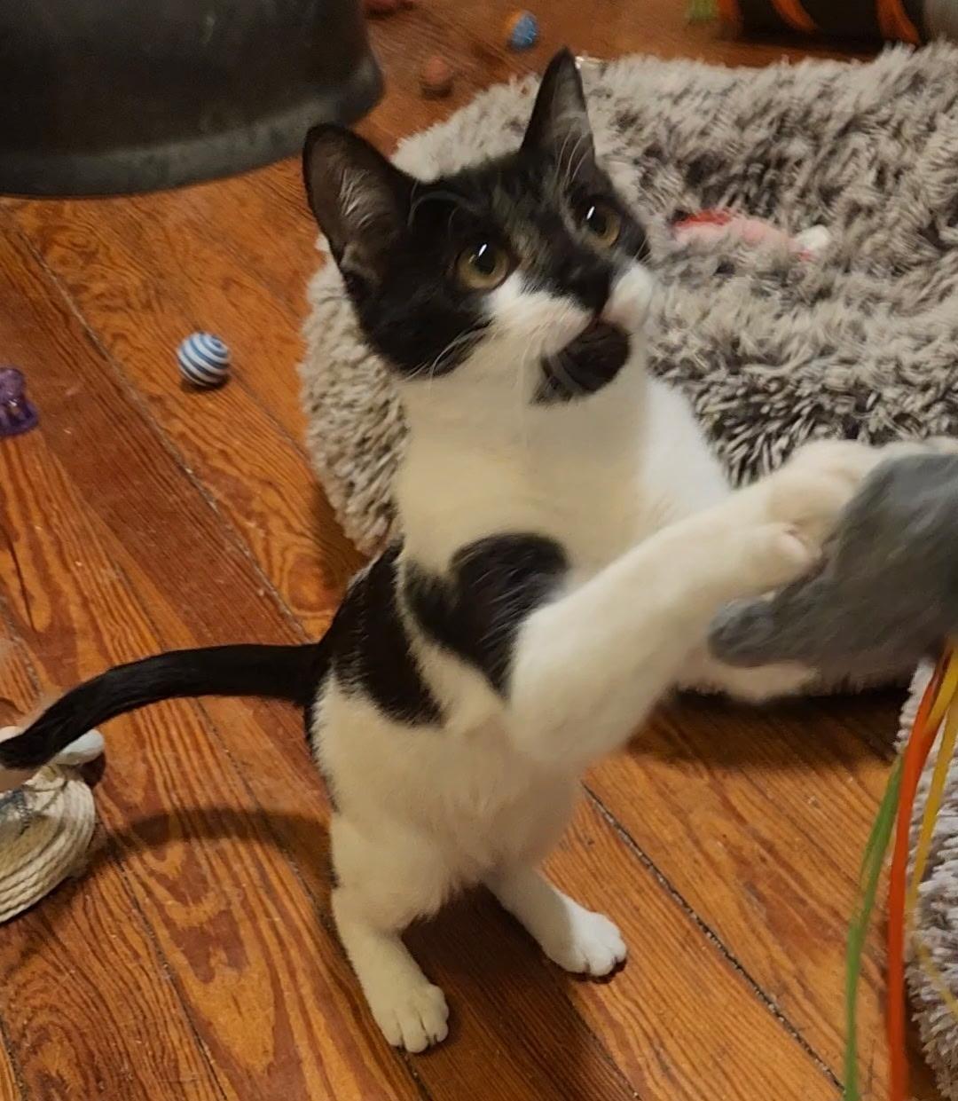 Enlarge Gale and Lynda , a ADOPTABLE Tuxedo in Melrose, MA image 3/6
