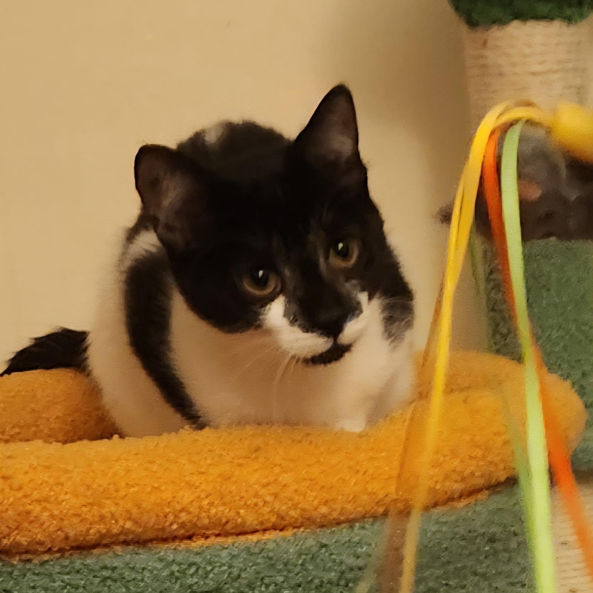 Enlarge Gale and Lynda , a ADOPTABLE Tuxedo in Melrose, MA image 2/6