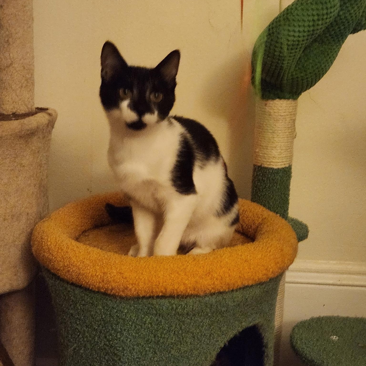 Enlarge Gale and Lynda , a ADOPTABLE Tuxedo in Melrose, MA image 1/6