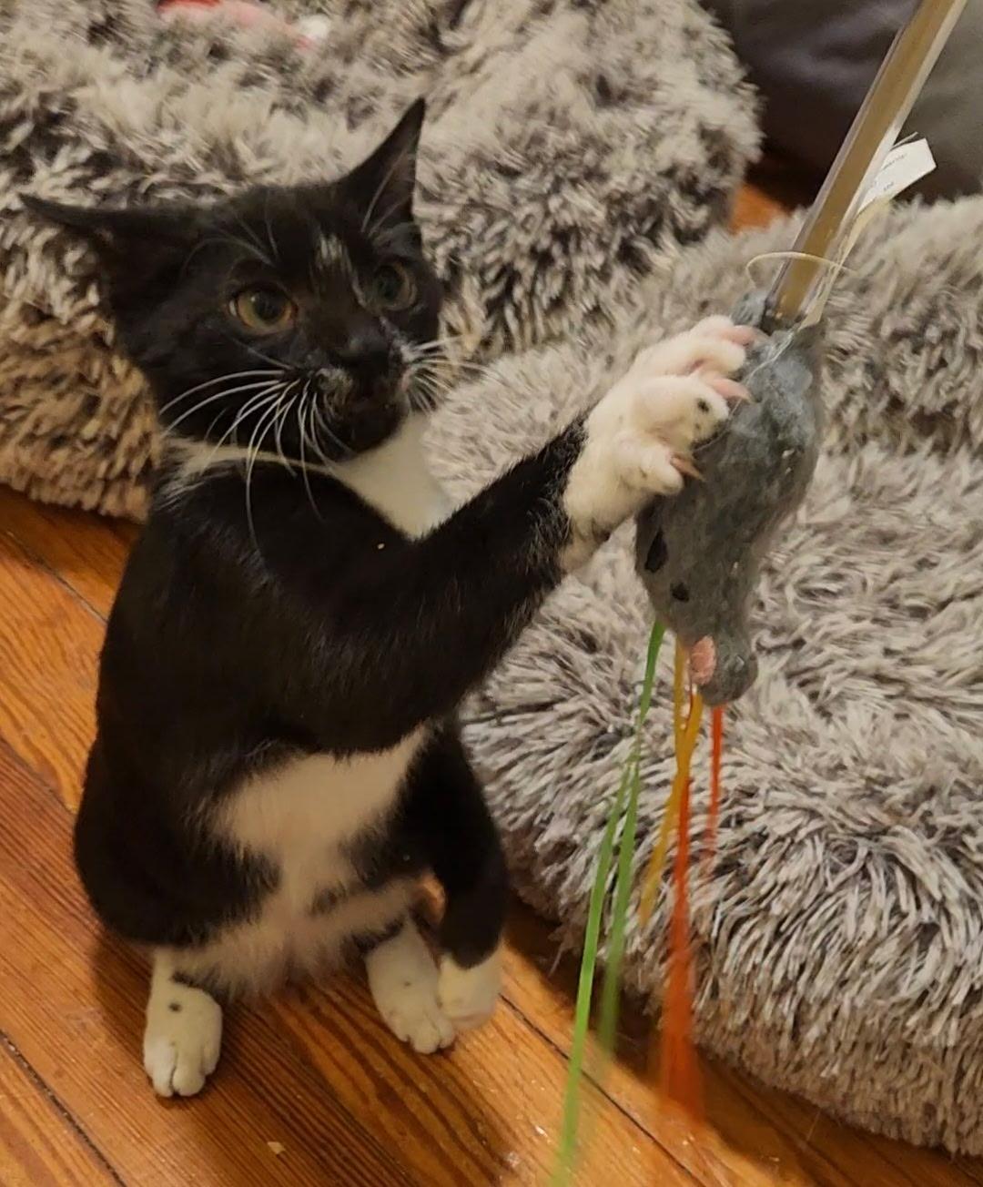Enlarge Gale and Lynda , a ADOPTABLE Tuxedo in Melrose, MA image 5/6