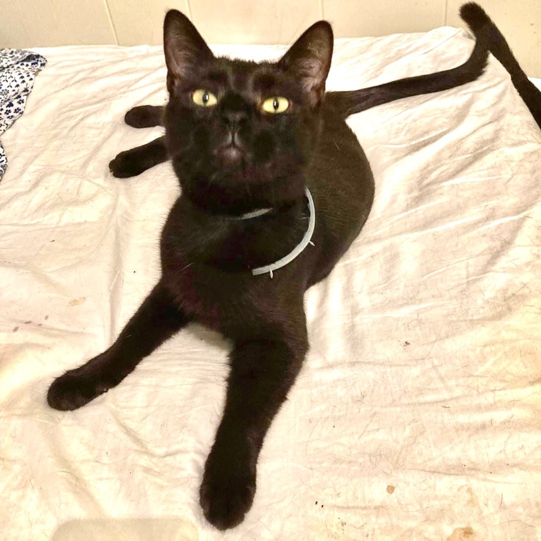 Enlarge Midnight, a Adoptable mixed breed in Pittstown, NJ image 7/11