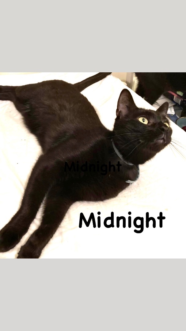 Enlarge Midnight, a Adoptable mixed breed in Pittstown, NJ image 8/11