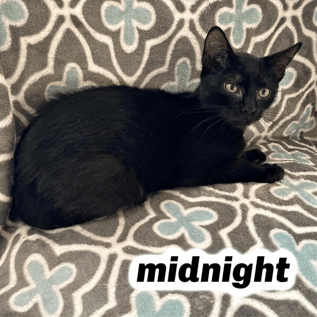 Enlarge Midnight, a Adoptable mixed breed in Pittstown, NJ image 9/11