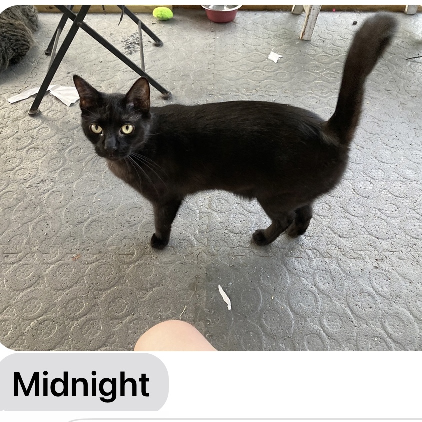 Midnight, a Adoptable mixed breed in Pittstown, NJ image 1/11