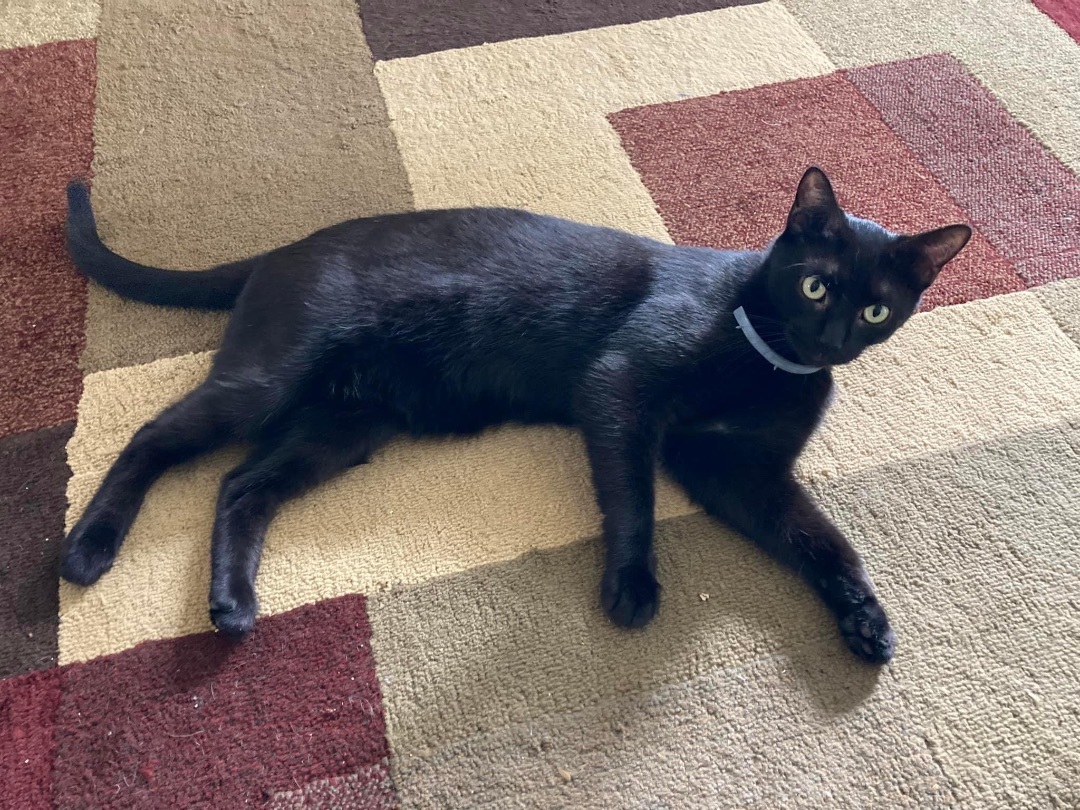 Enlarge Midnight, a Adoptable mixed breed in Pittstown, NJ image 10/11