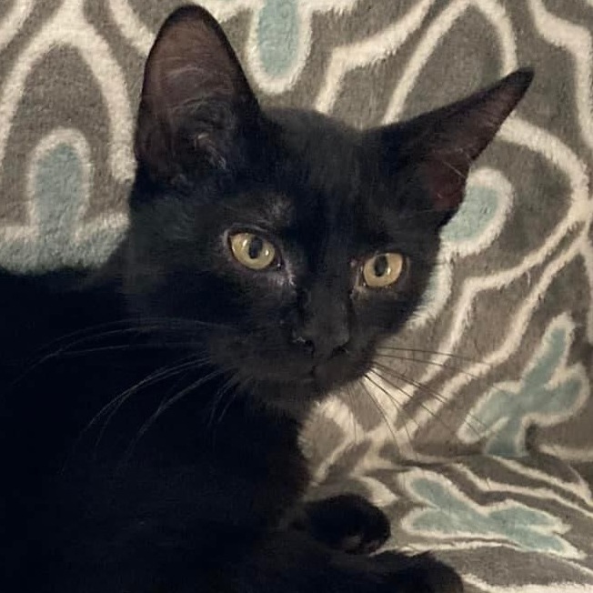 Enlarge Midnight, a Adoptable mixed breed in Pittstown, NJ image 11/11