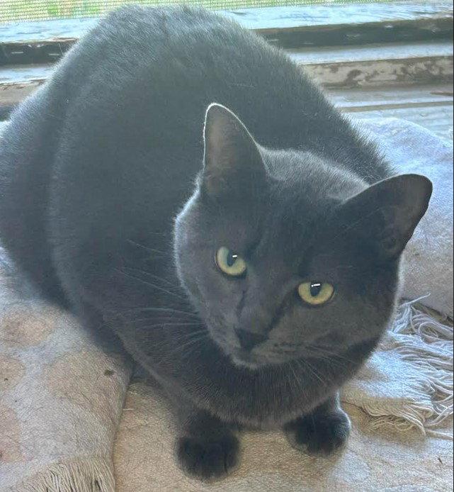 Molly, Adoptable, Young Female Russian Blue.