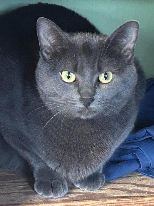 Enlarge Molly, a Adoptable Russian Blue in Burlington, WA image 2/2