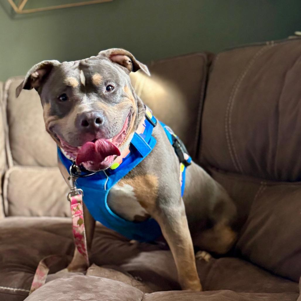 Maple, Adoptable, Adult Female Mixed Breed.