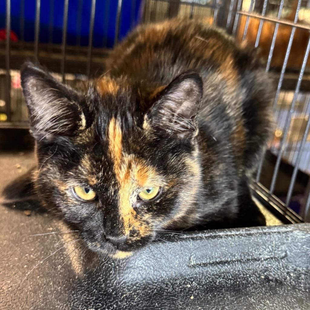 Patches, Adoptable, Kitten Female Domestic Short Hair.