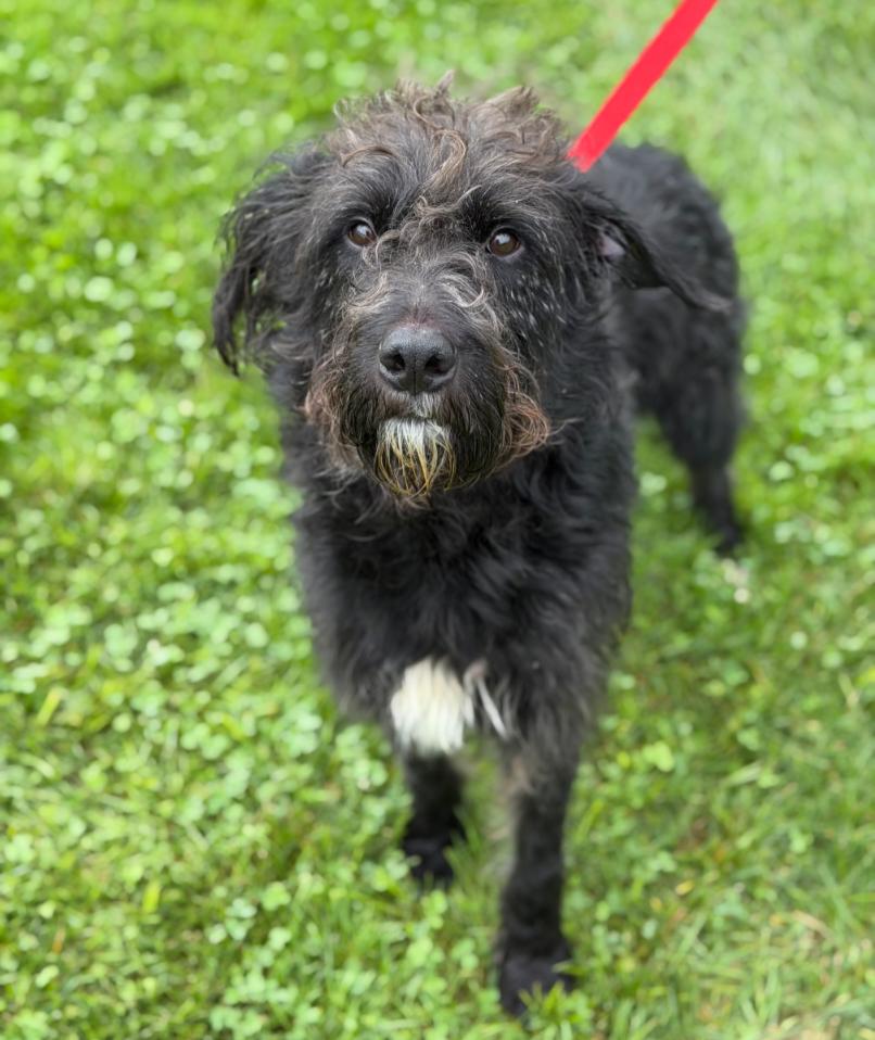 Enlarge SULLY, a Adoptable mixed breed in Carroll, OH image 1/1