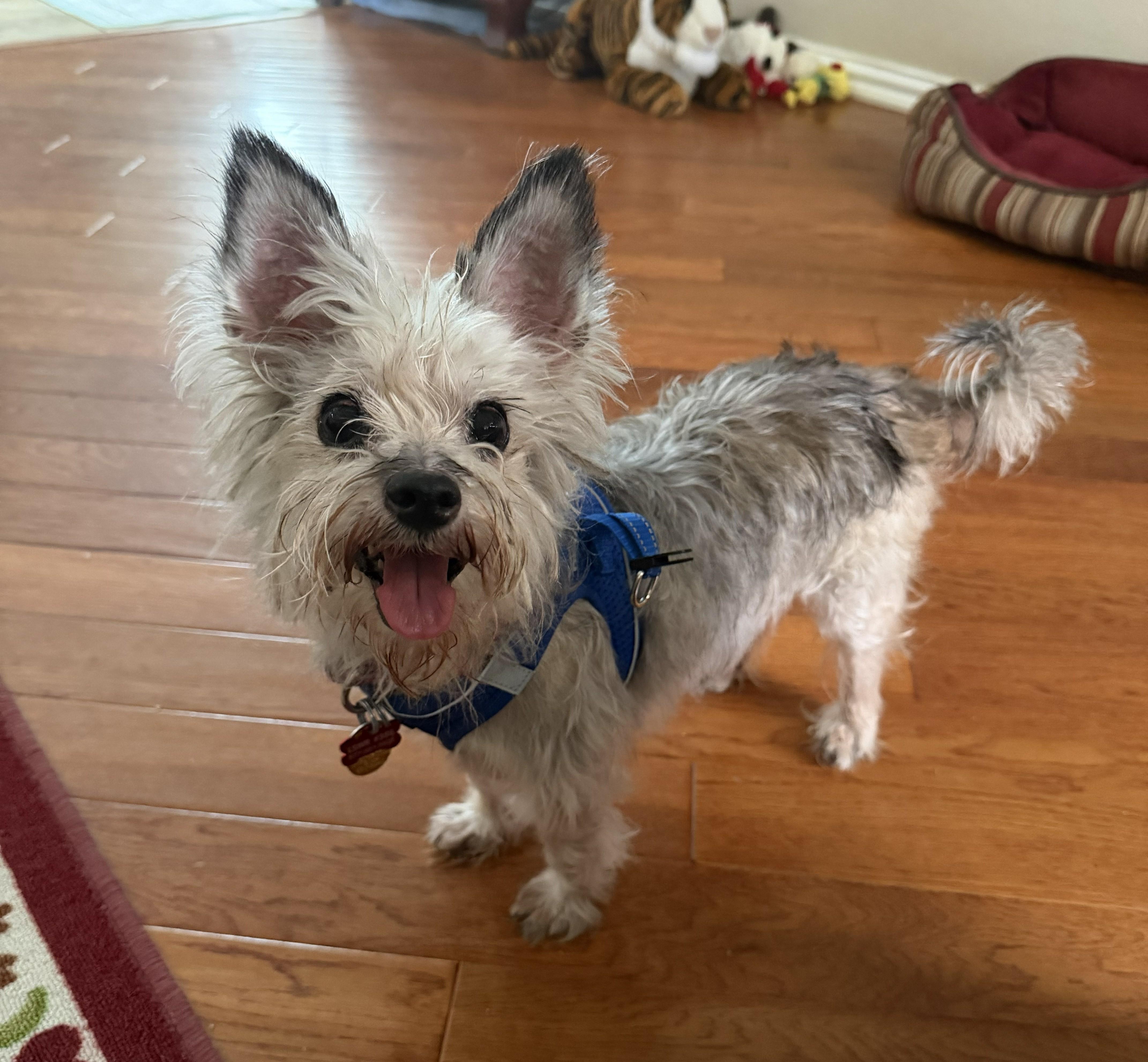 Enlarge Roxy, an adopted Yorkshire Terrier in Plano, TX image 2/6