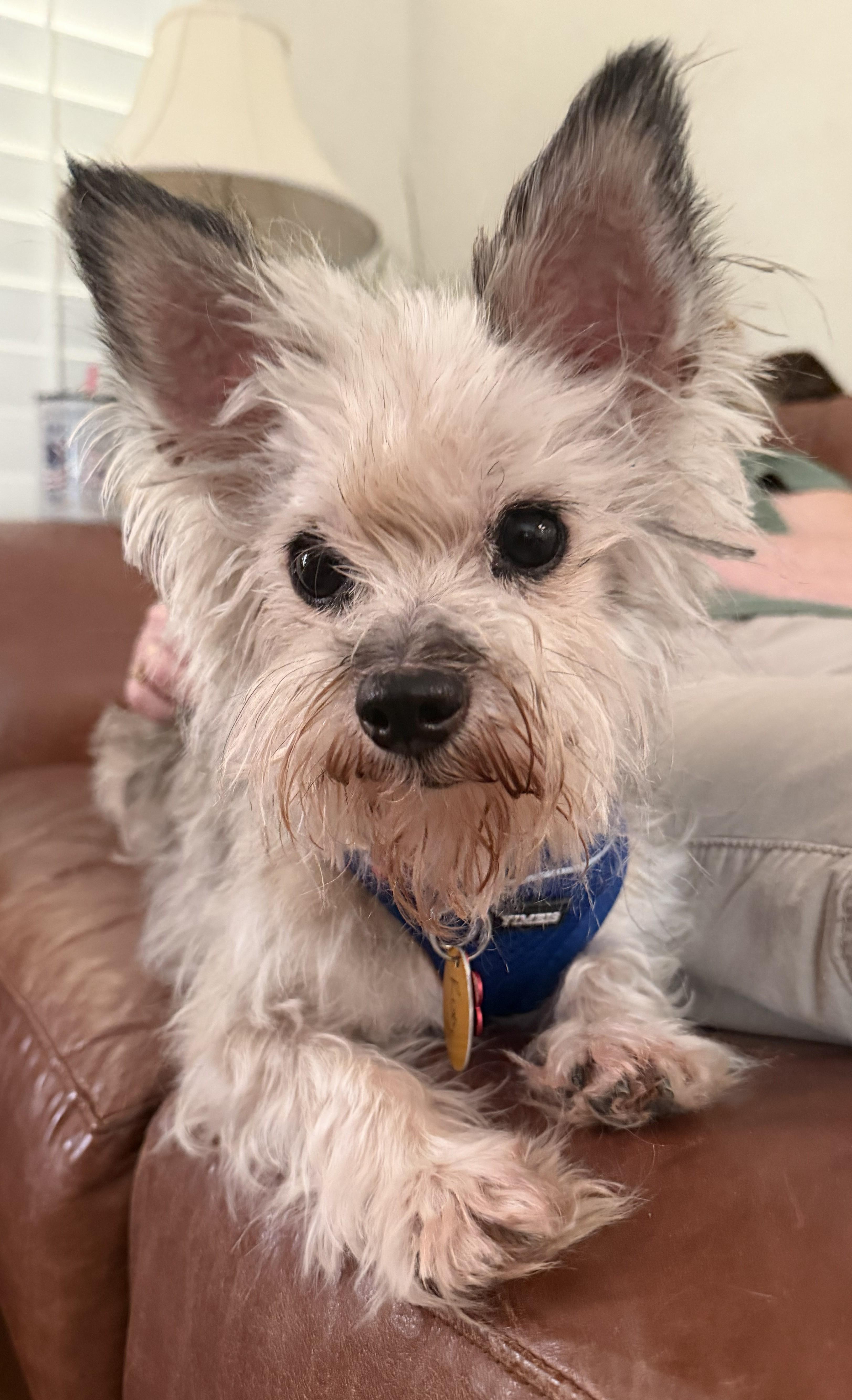 Roxy, adopted, Adult Female Yorkshire Terrier.