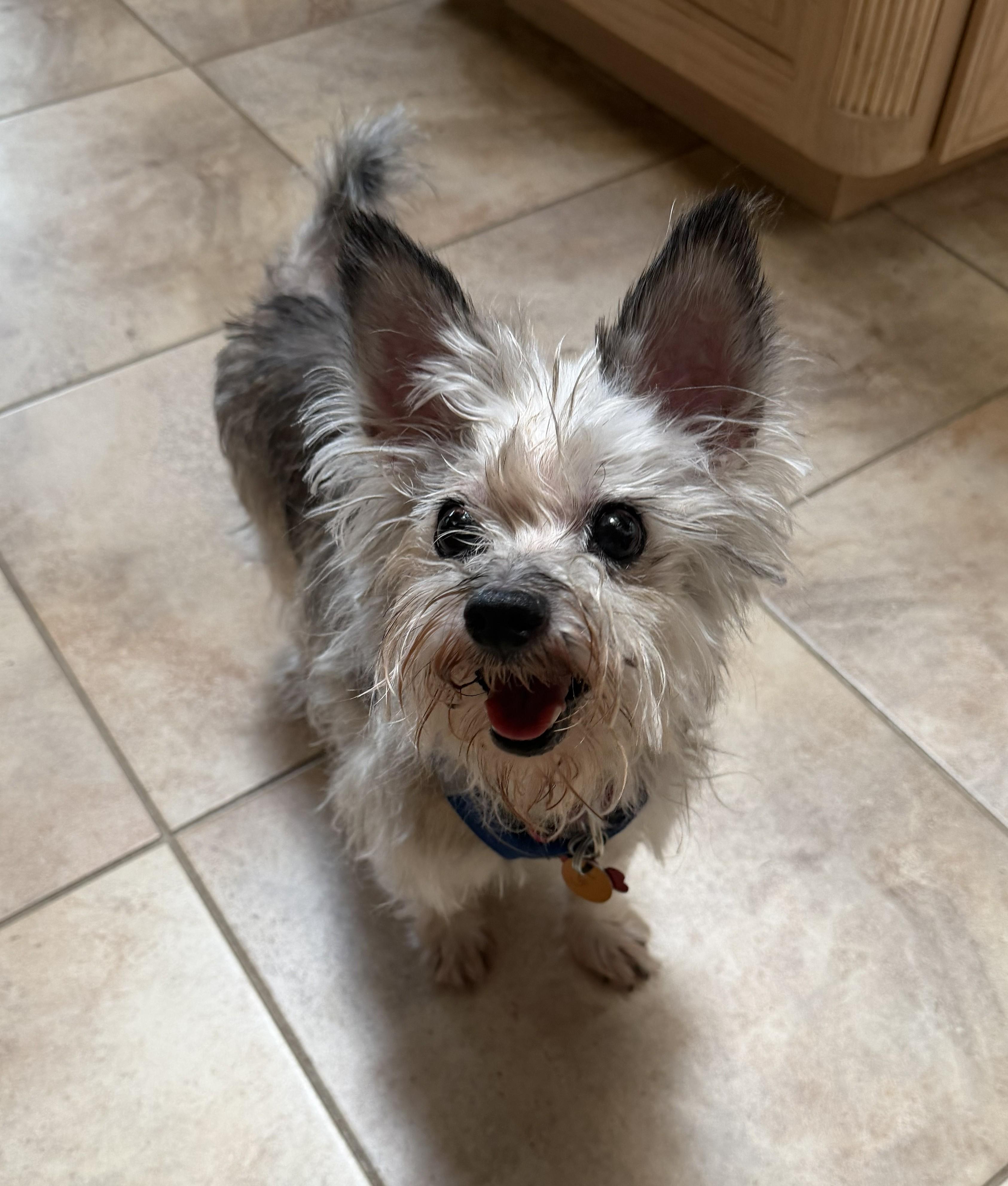 Enlarge Roxy, an adopted Yorkshire Terrier in Plano, TX image 4/6