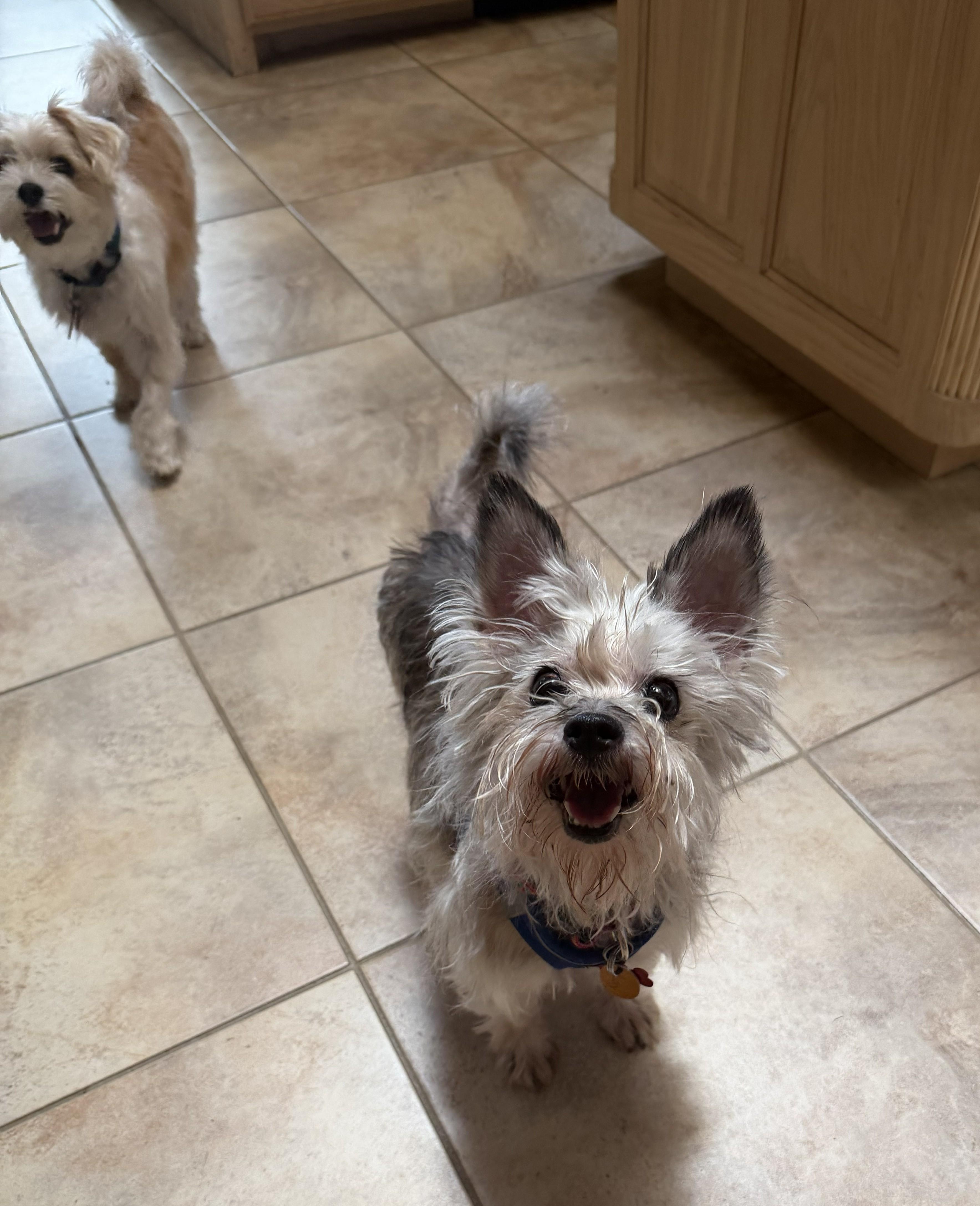 Enlarge Roxy, an adopted Yorkshire Terrier in Plano, TX image 6/6
