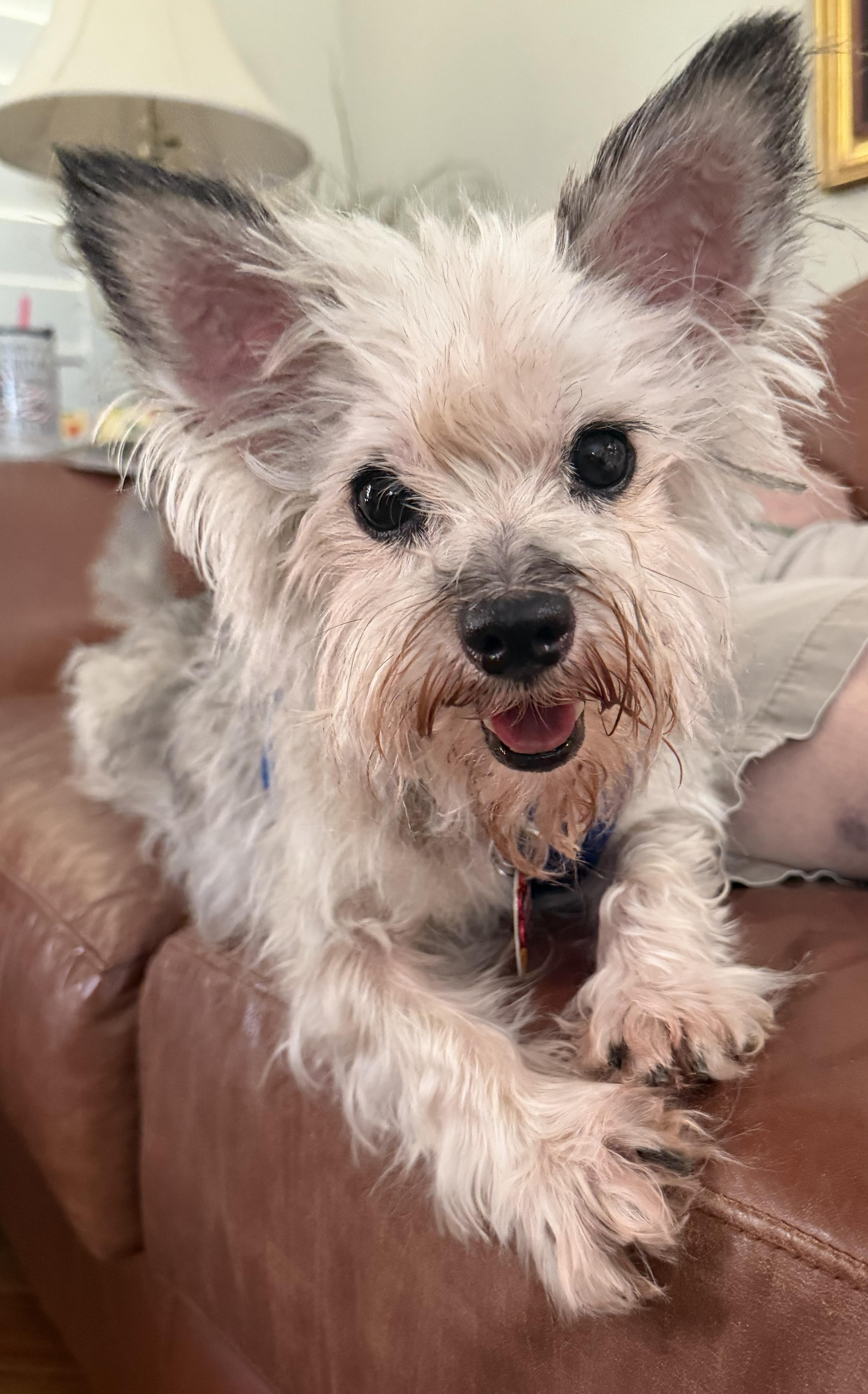 Enlarge Roxy, an adopted Yorkshire Terrier in Plano, TX image 5/6