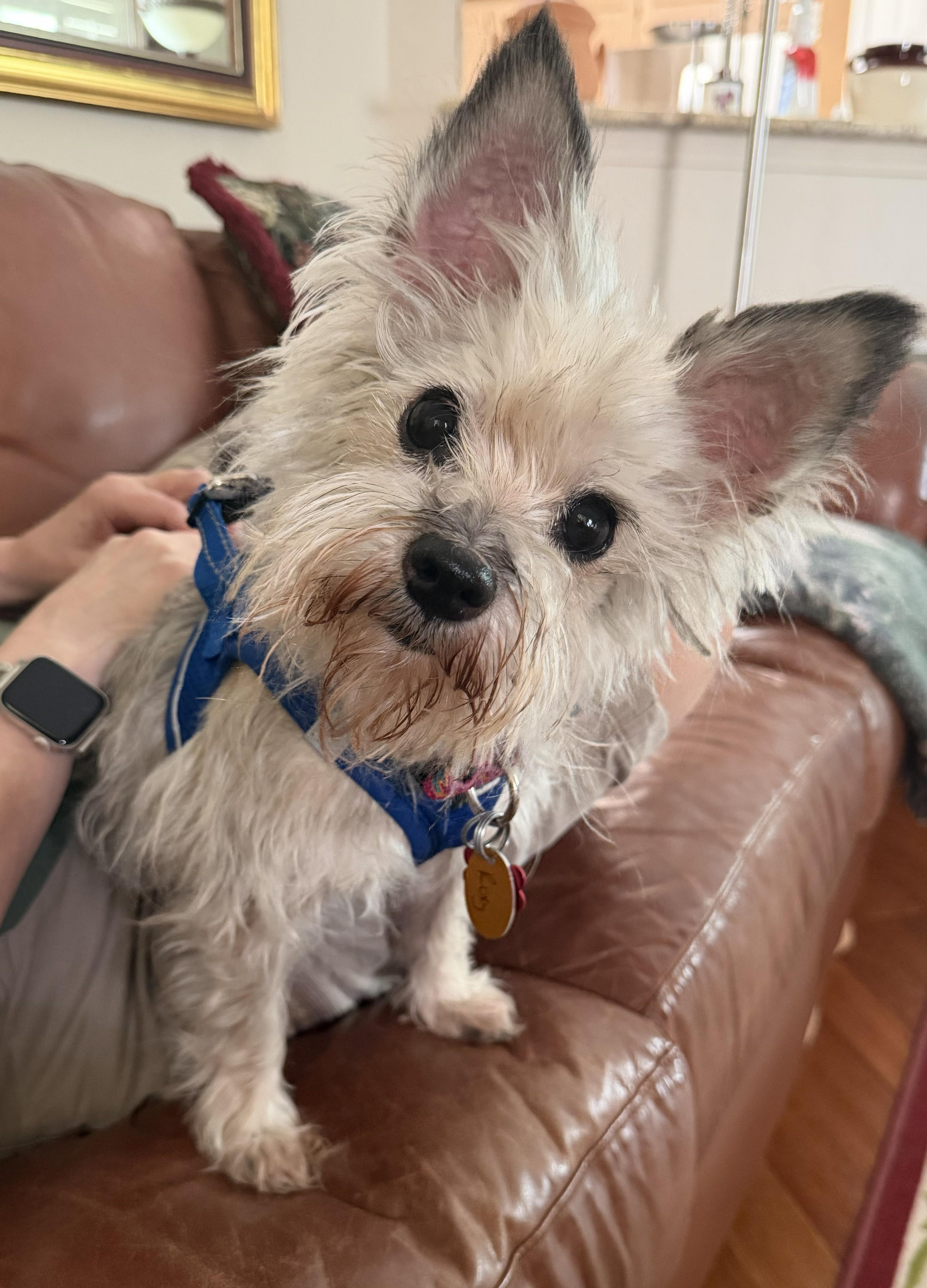 Enlarge Roxy, an adopted Yorkshire Terrier in Plano, TX image 3/6