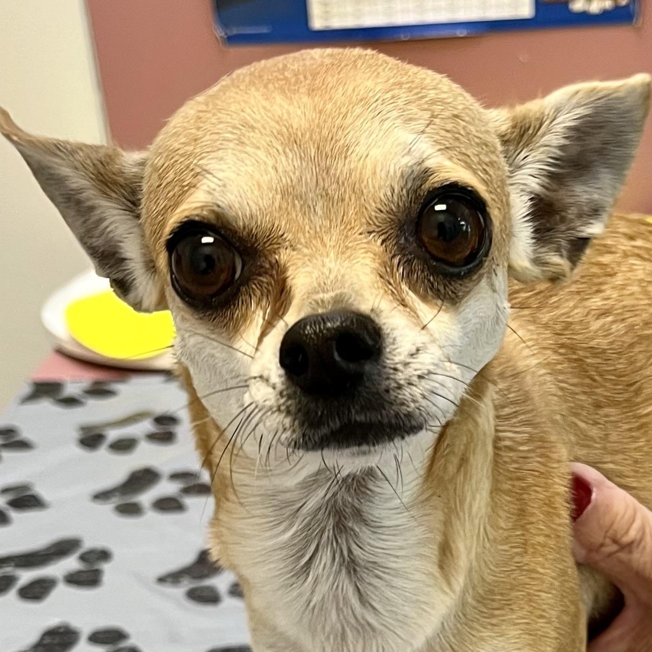 Maddie - Quiet Companion, adopted, Young Female Chihuahua.