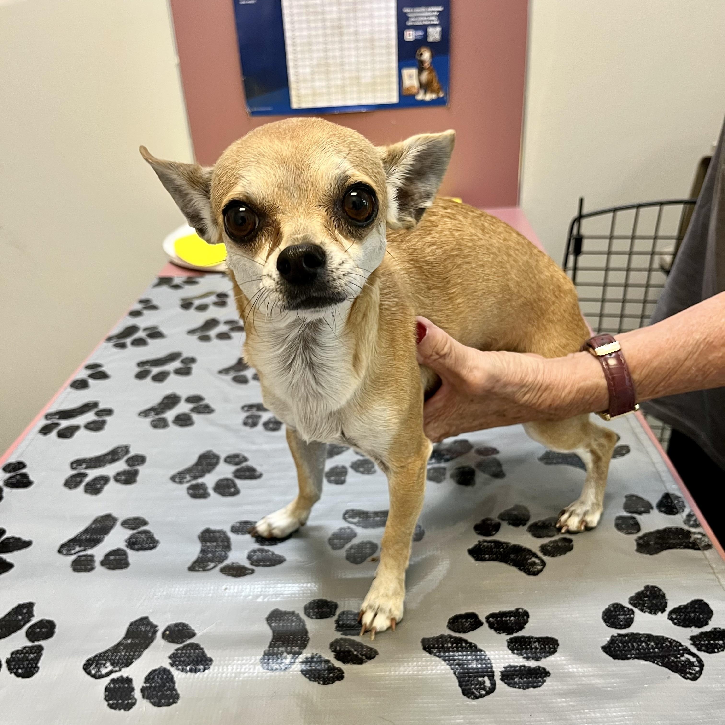 Maddie - Quiet Companion, an adopted mixed breed in Tulsa, OK image 2/2