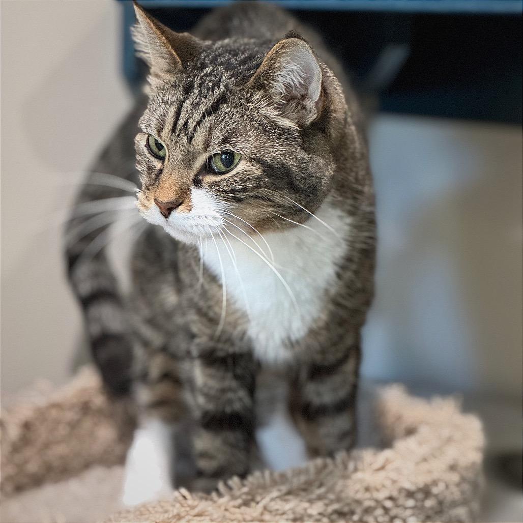 Jasper — thumbnail 2