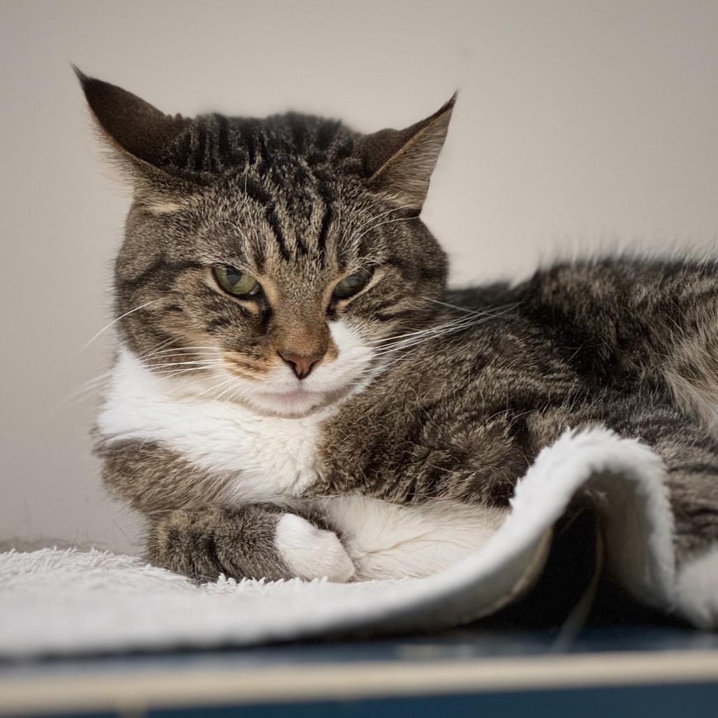 Jasper — thumbnail 3