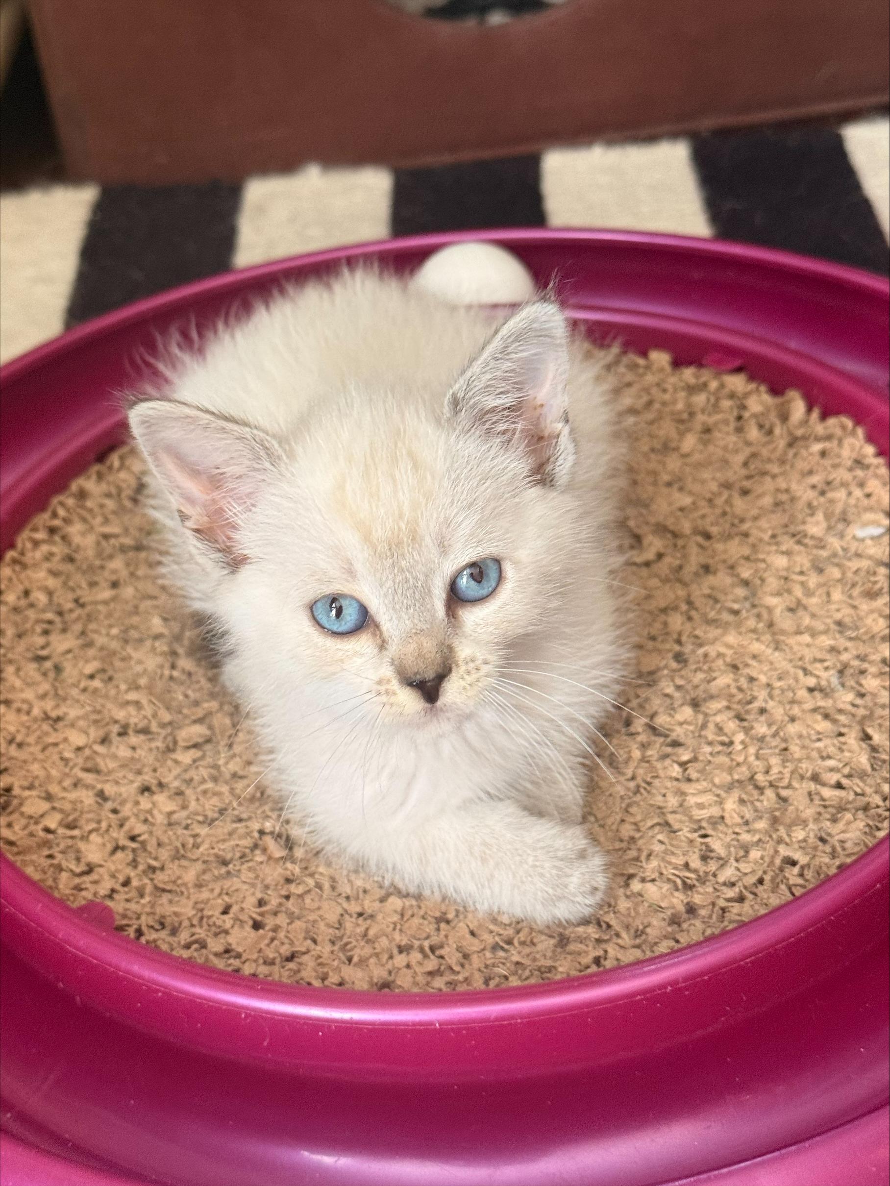Lupin, ADOPTABLE, Kitten Female Domestic Short Hair.