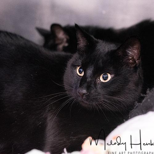 Shadow, Adoptable, Senior Male Domestic Short Hair.