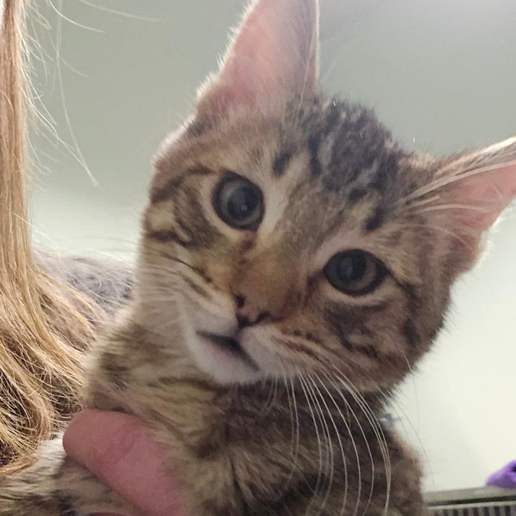 Enlarge Rusty, a Adoptable Domestic Short Hair in Washougal, WA image 1/1