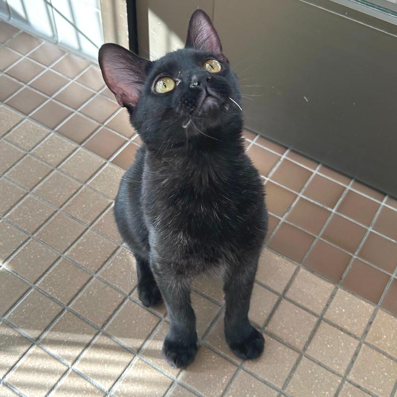 Enlarge Nova, a ADOPTABLE Domestic Short Hair in Truckee, CA image 3/6