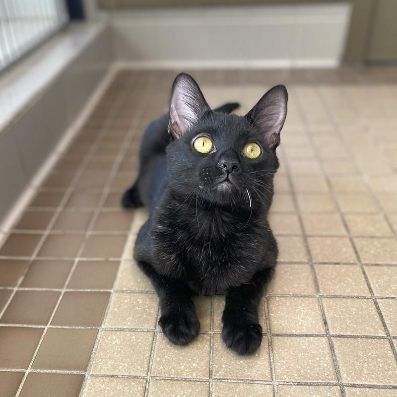 Nova, ADOPTABLE, Young Male Domestic Short Hair.