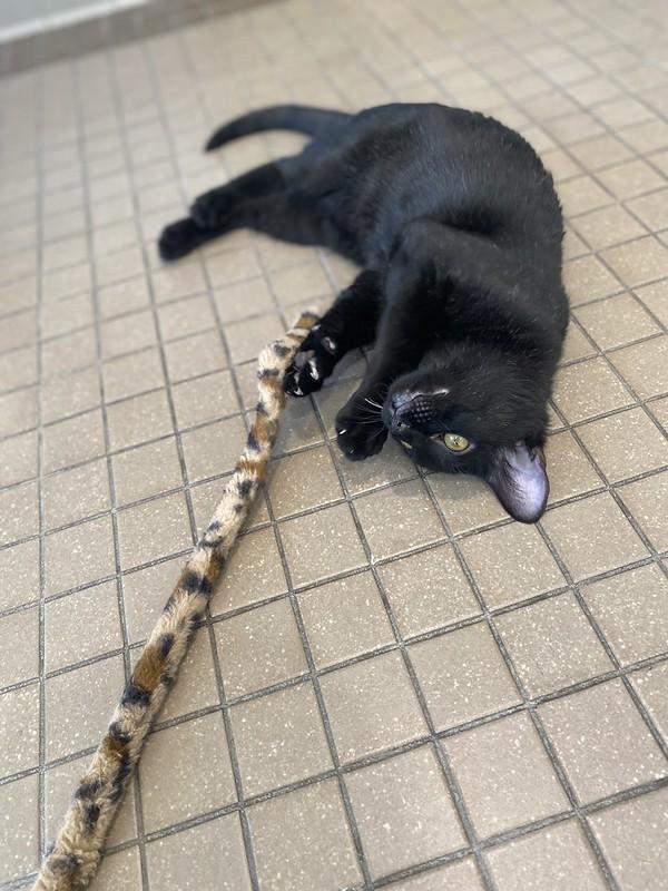 Enlarge Nova, a ADOPTABLE Domestic Short Hair in Truckee, CA image 5/6