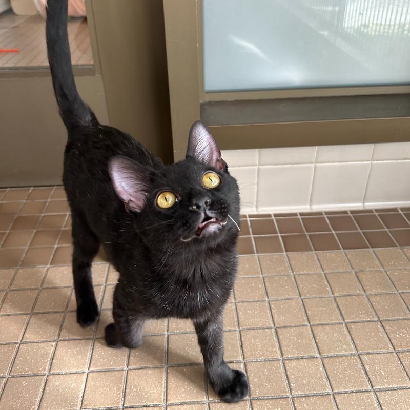 Enlarge Nova, a ADOPTABLE Domestic Short Hair in Truckee, CA image 4/6