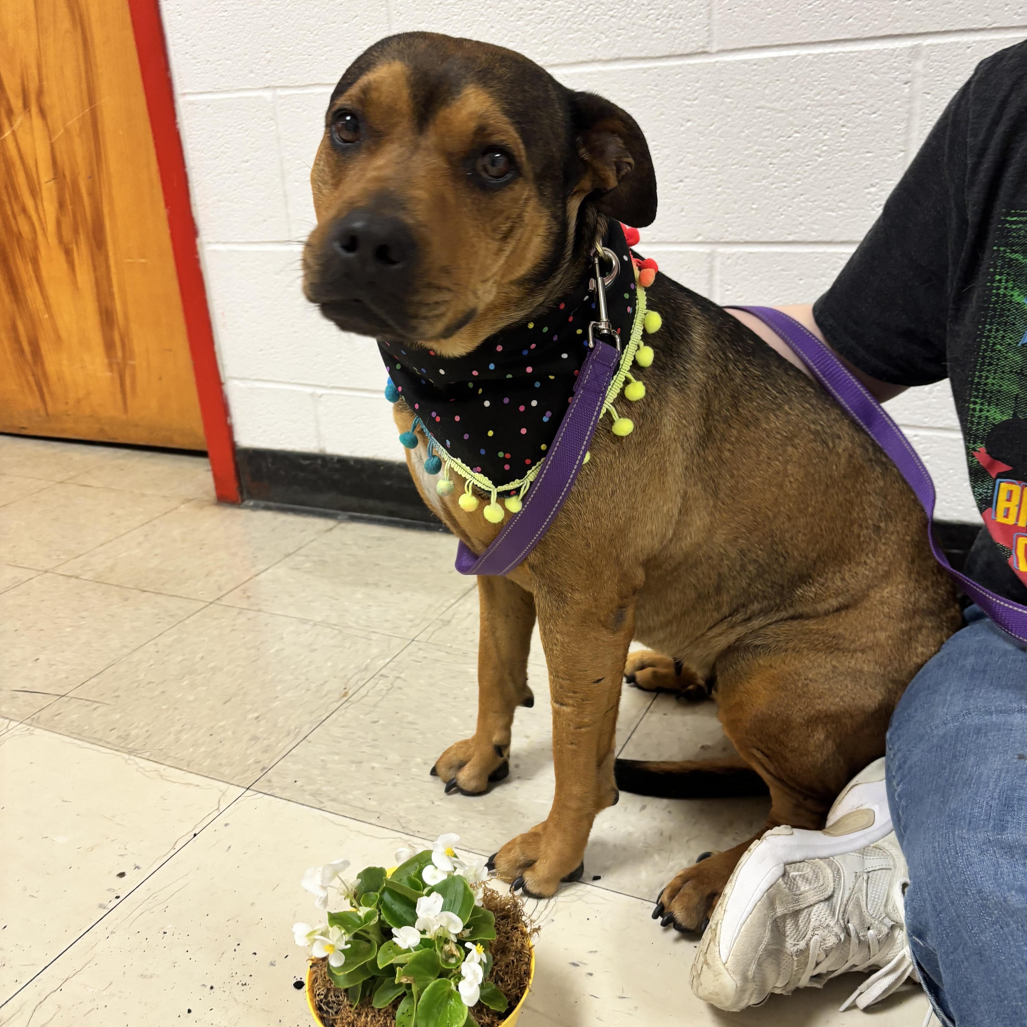 Enlarge Grace, a Adoptable mixed breed in Atoka, TN image 3/6