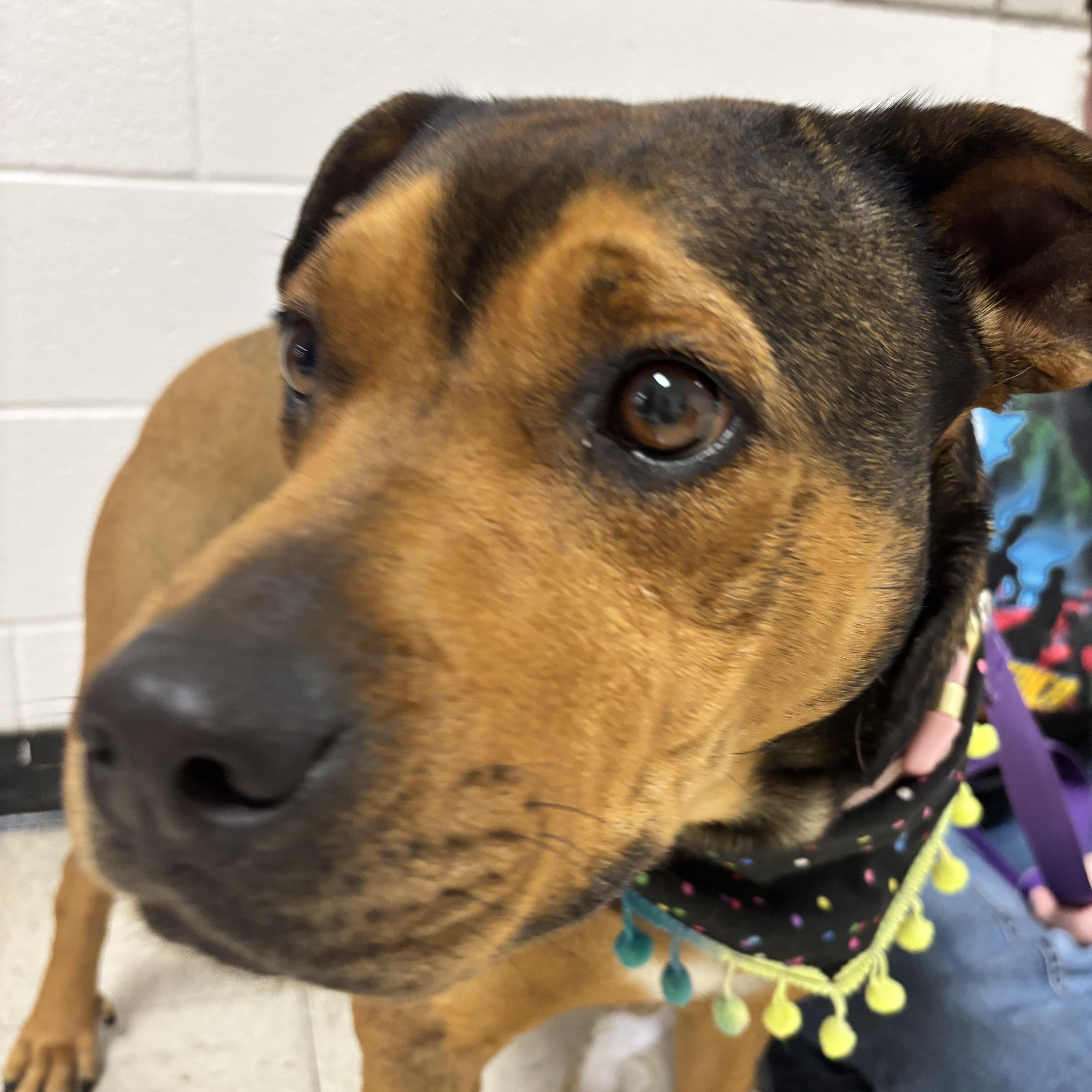 Enlarge Grace, a Adoptable mixed breed in Atoka, TN image 5/6