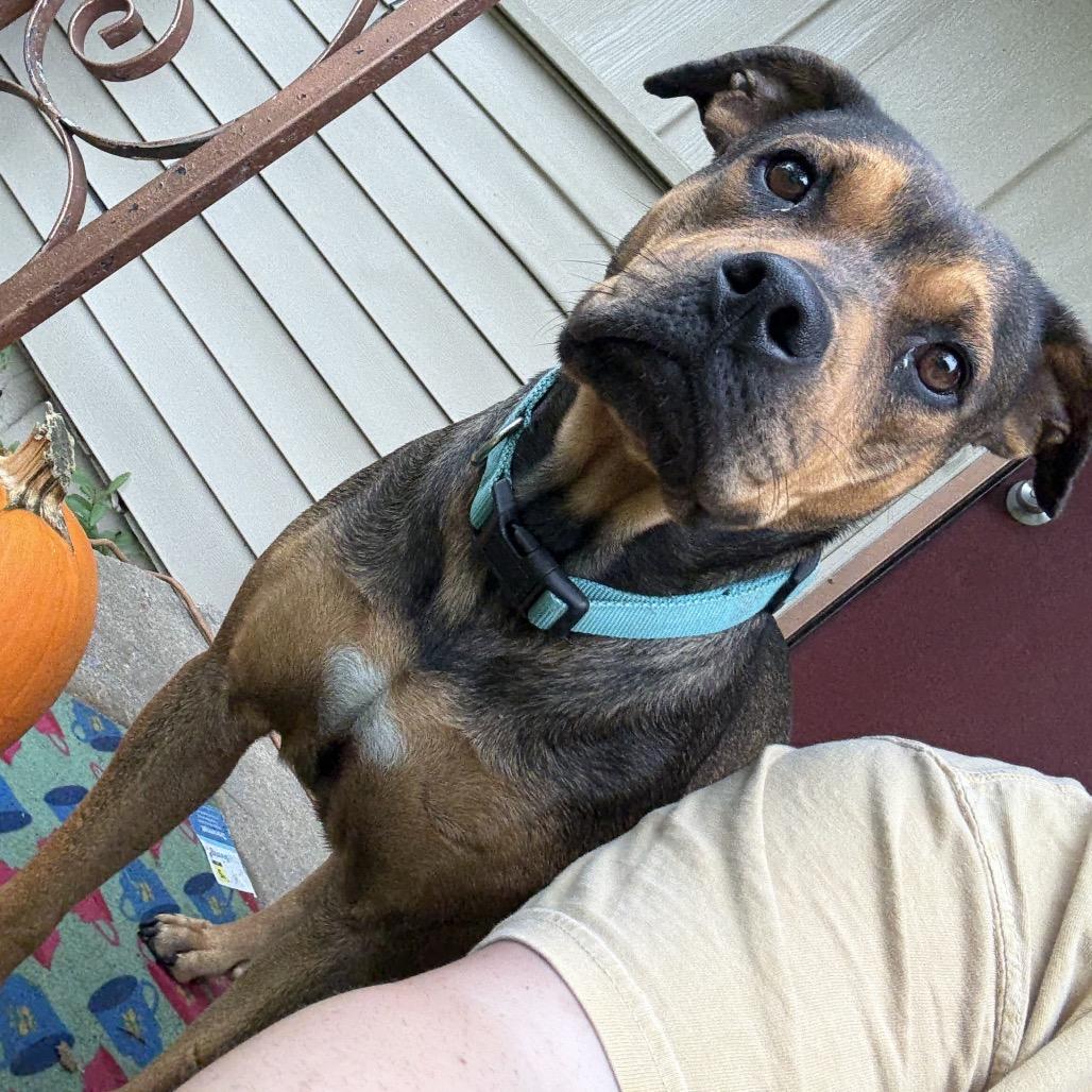 Grace, Adoptable, Young Female Hound.