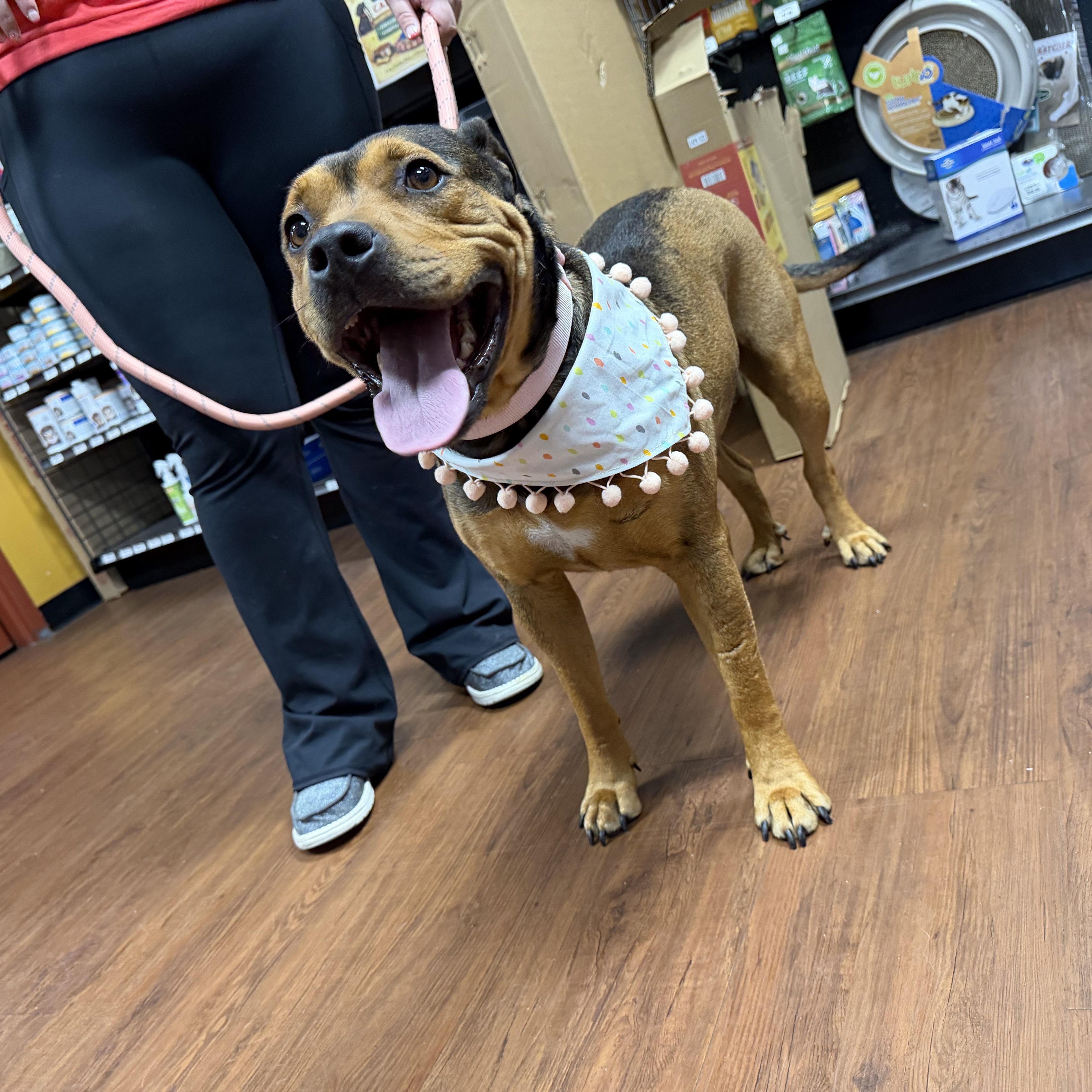 Enlarge Grace, a Adoptable mixed breed in Atoka, TN image 6/6