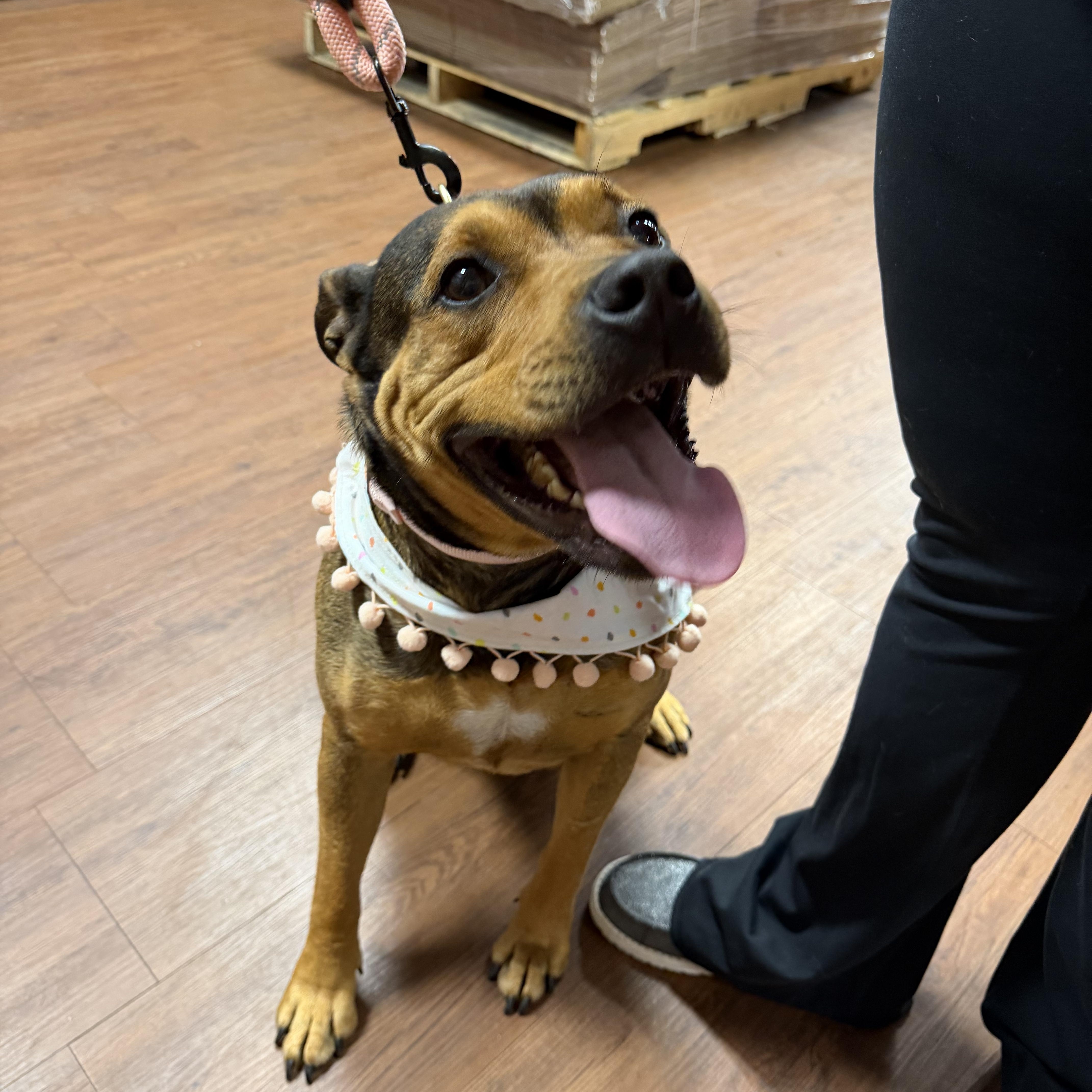 Grace, Adoptable, Adult Female Hound.