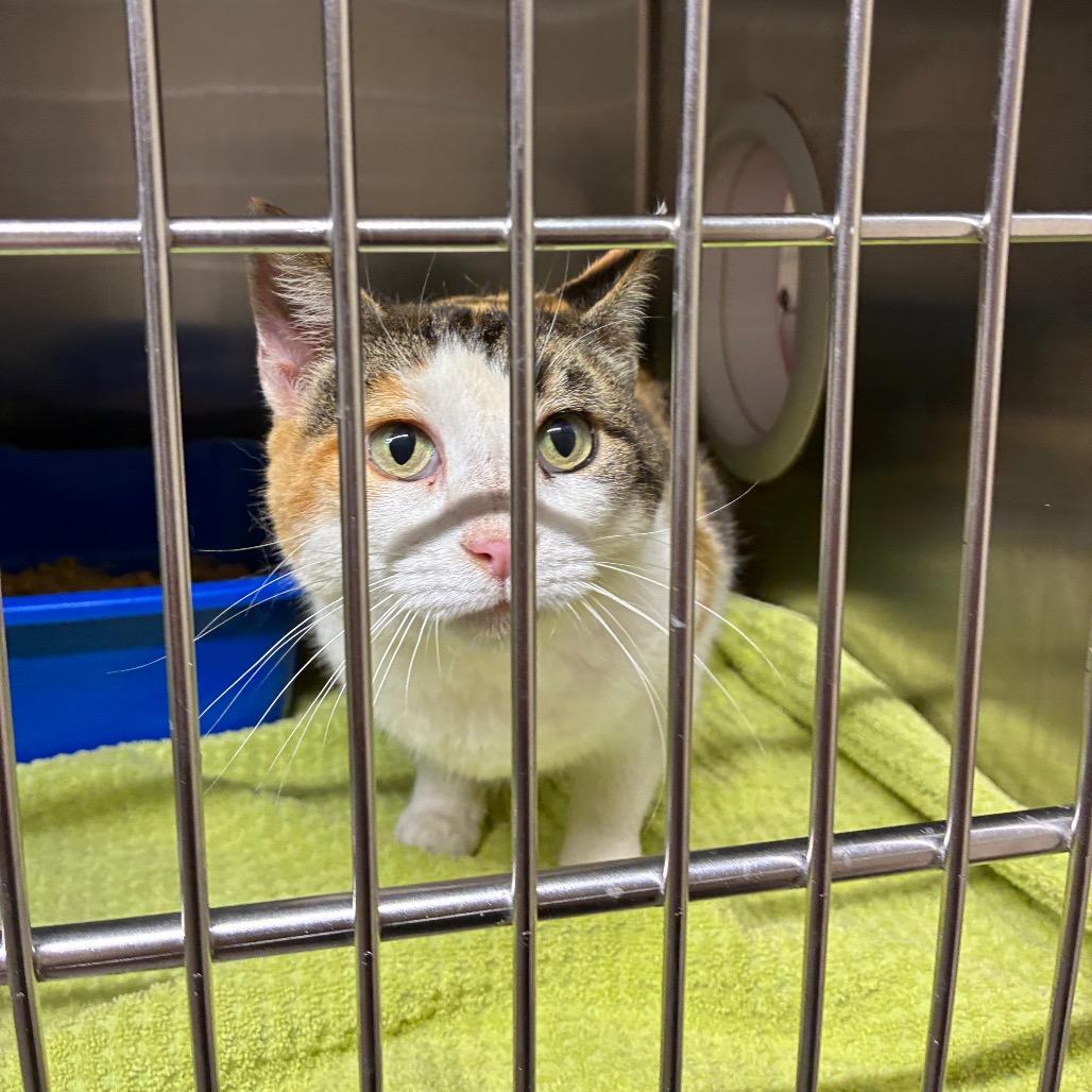 Suites, Adoptable, Adult Female American Shorthair.